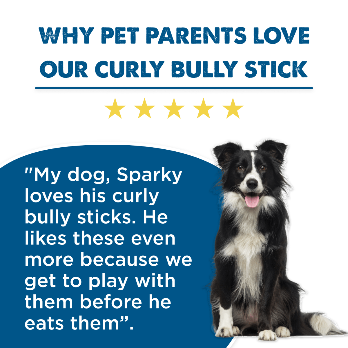 A Border Collie sits beside a testimonial explaining why their dog Sparky loves our 7 to 10-Inch Curly Bully Sticks from Best Bully Sticks, with five stars above the text. The title reads, &quot;WHY PET PARENTS LOVE OUR 7 TO 10-INCH CURLY BULLY STICK,&quot; highlighting how this dog chew is perfectly suitable for dogs.