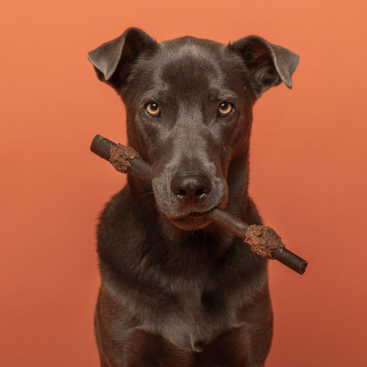 A black dog with a 12 Inch Collagen Kabob from Best Bully Sticks in its mouth.