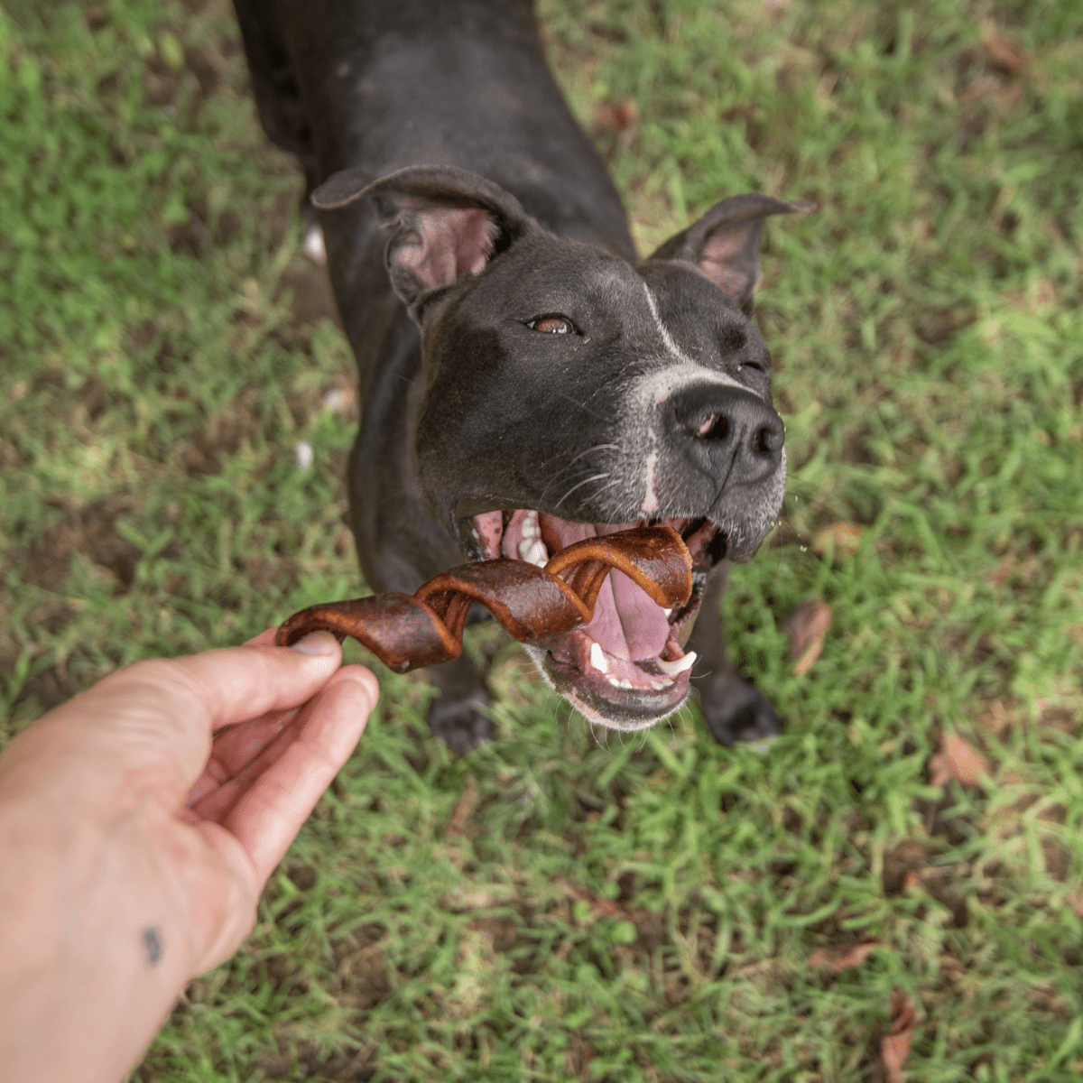 A black dog chewing on a 5-Inch Curly Beef Collagen Stick from Best Bully Sticks.