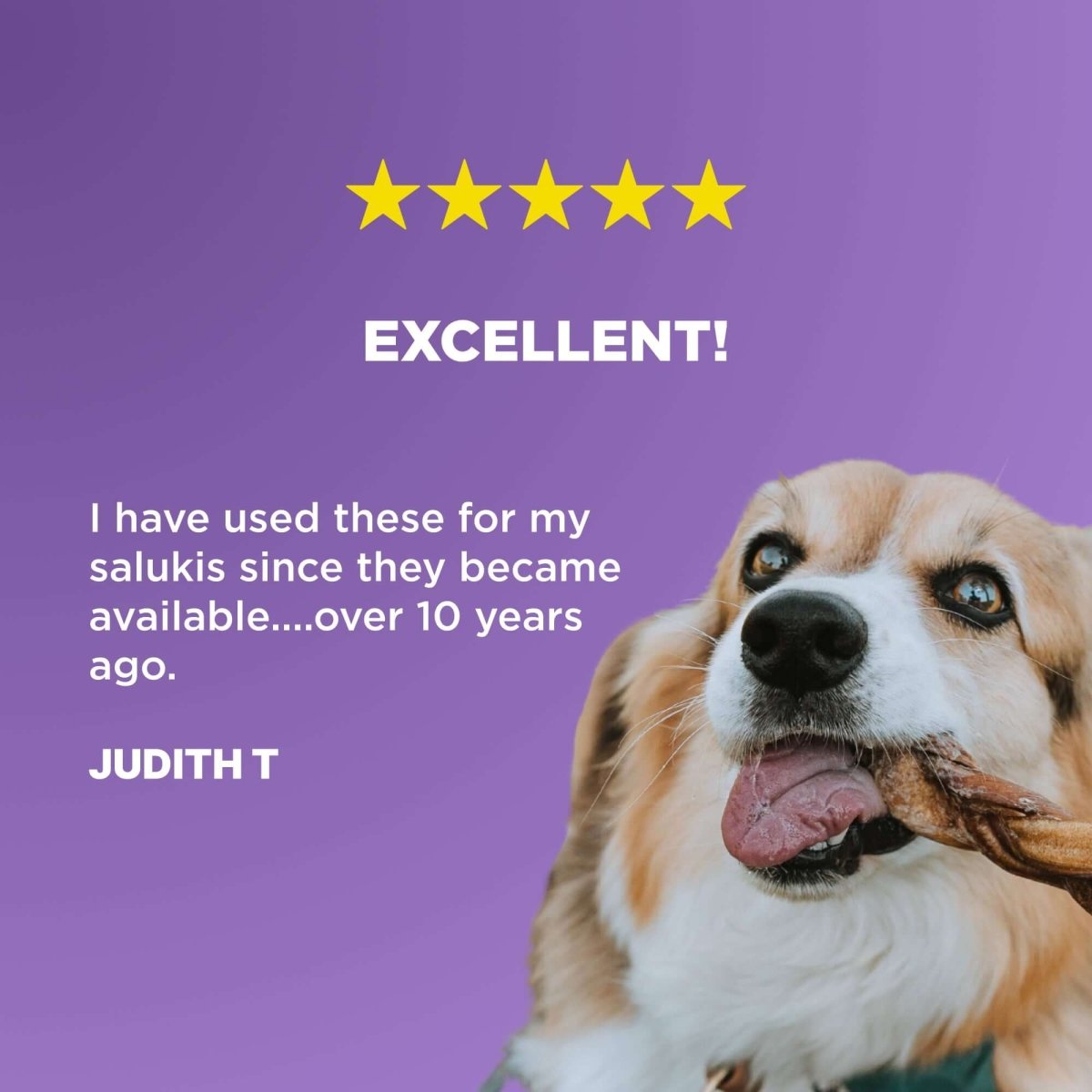 A dog chewing on a 6-Inch Braided Bully Stick by Best Bully Sticks with a purple background.