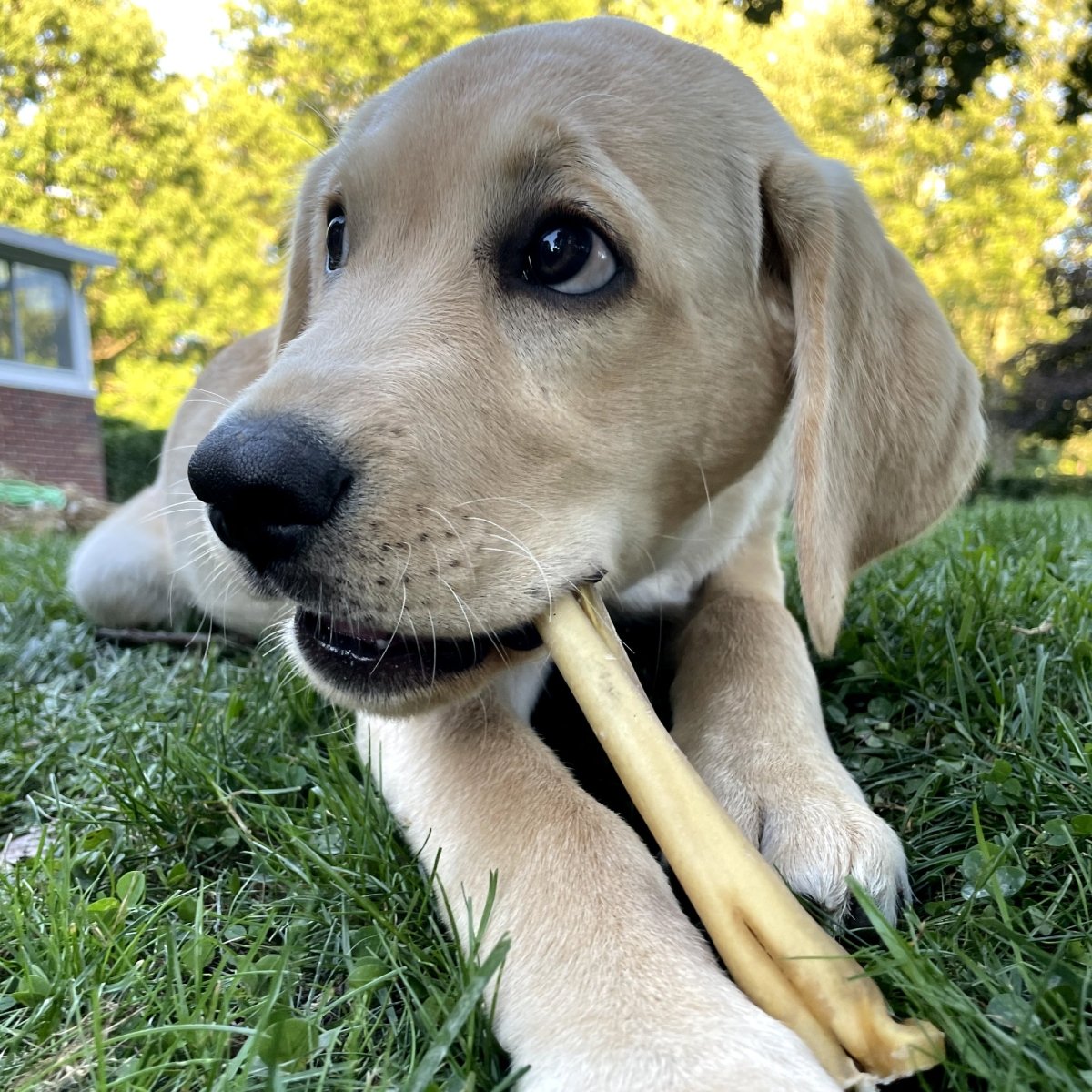 A dog chewing on a 6-Inch Cheeky Beef Stick from Best Bully Sticks in the grass.