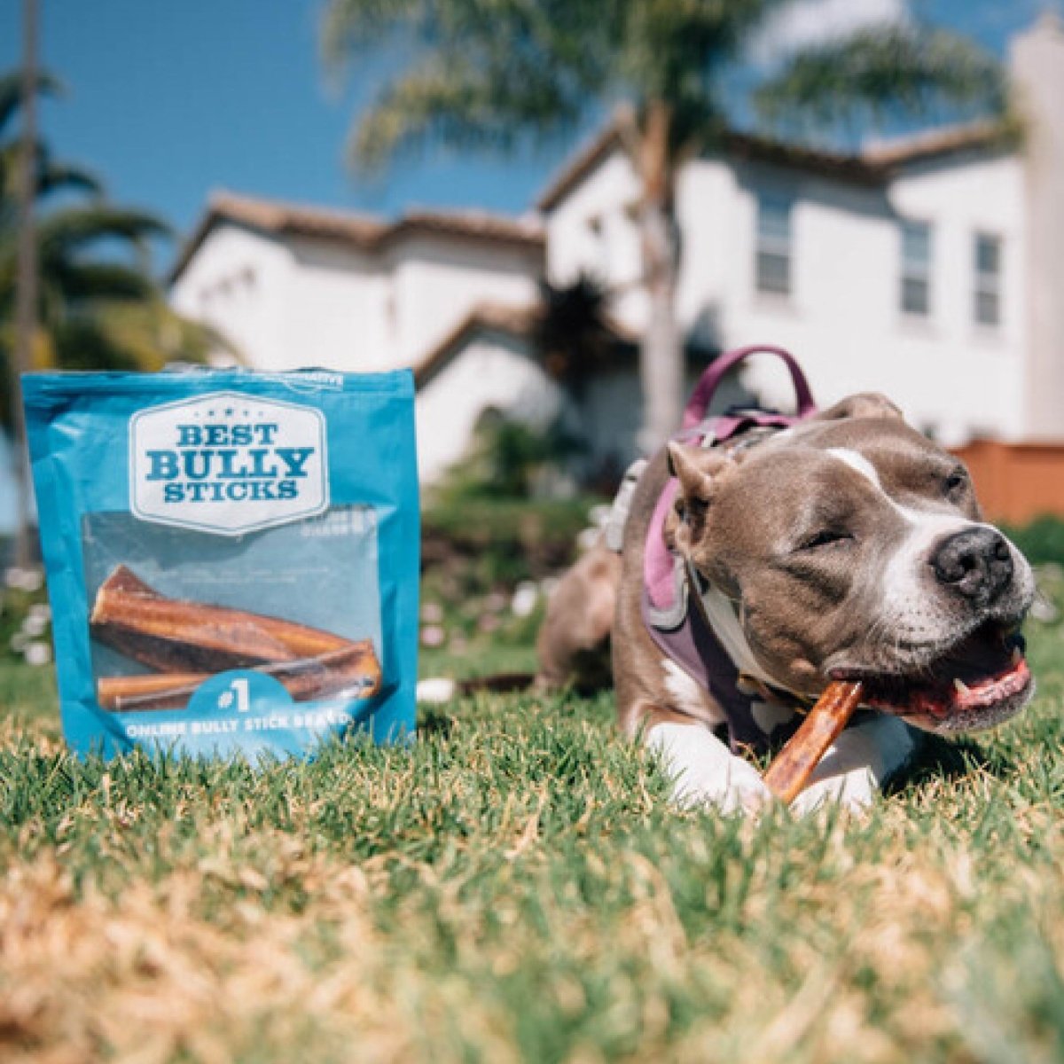 A dog laying on the grass next to a bag of 6-Inch Jumbo Bully Sticks from Best Bully Sticks.