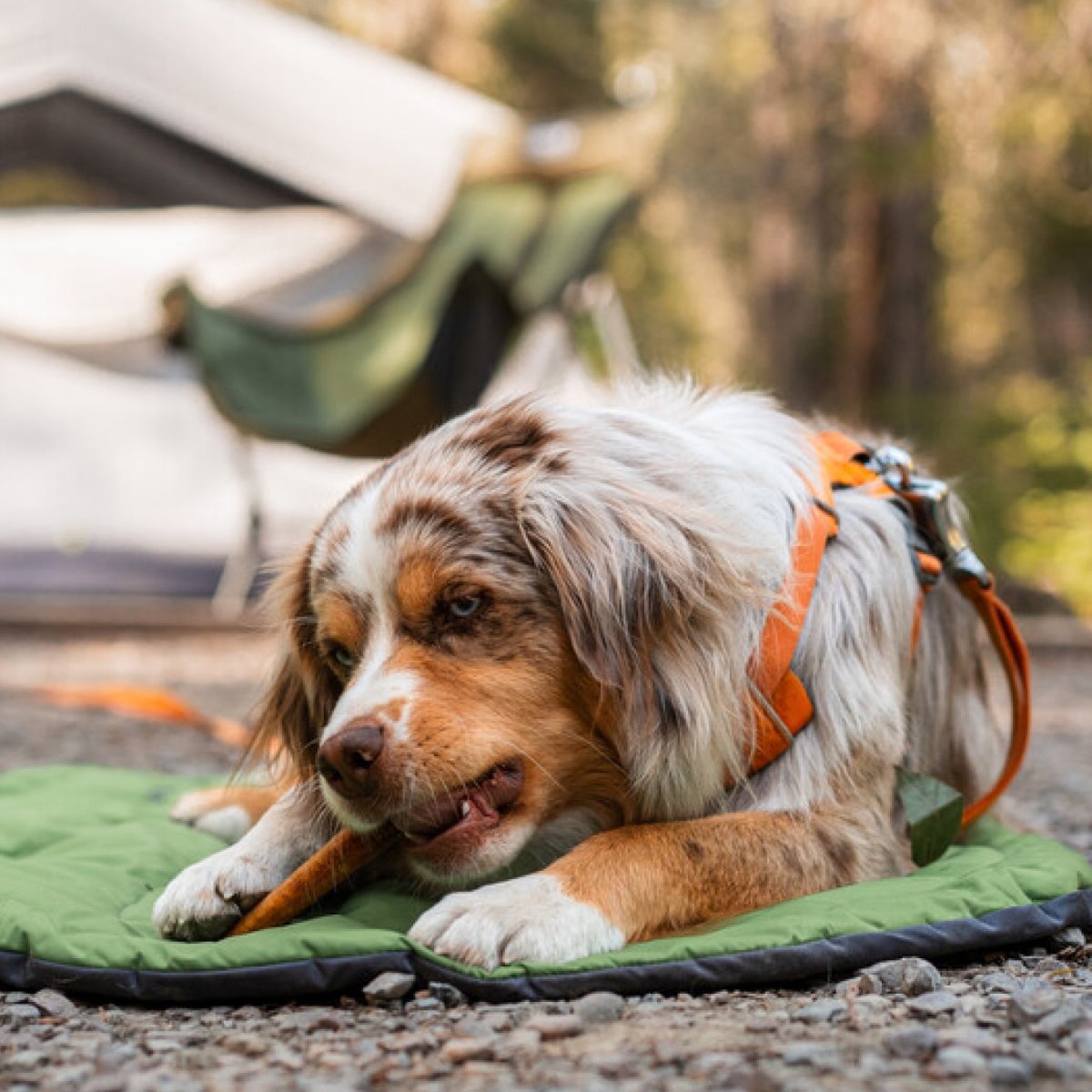 A dog laying on a green mat in front of a 6-Inch Standard Bully Stick by Best Bully Sticks.