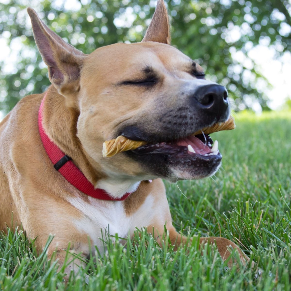 A dog laying in the grass with a Beef Tripe Twists (10 Pack) from Best Bully Sticks in its mouth.