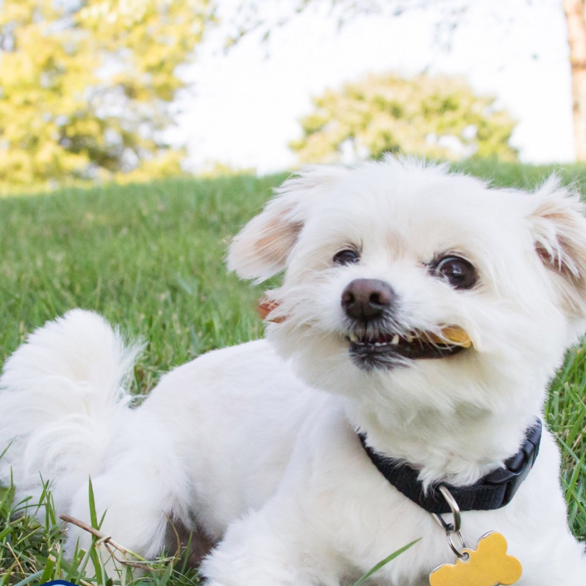 A white Bully Bite dog laying in the grass. Brand name: Best Bully Sticks.