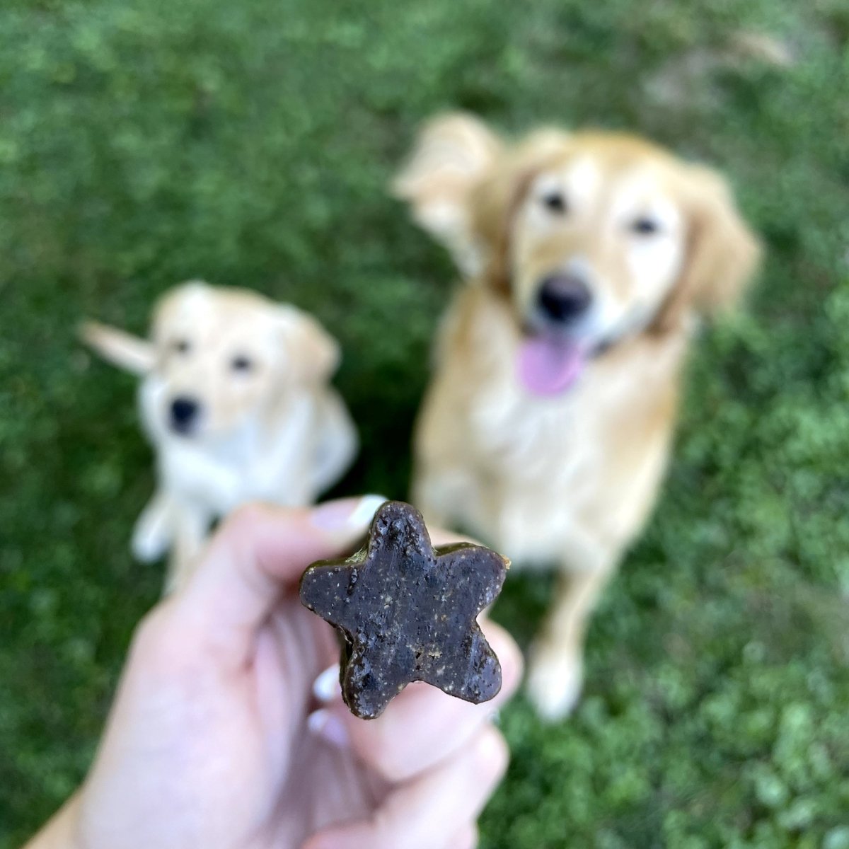 A person holding a Best Bully Sticks Doggie Dental Chew in front of two golden retrievers.