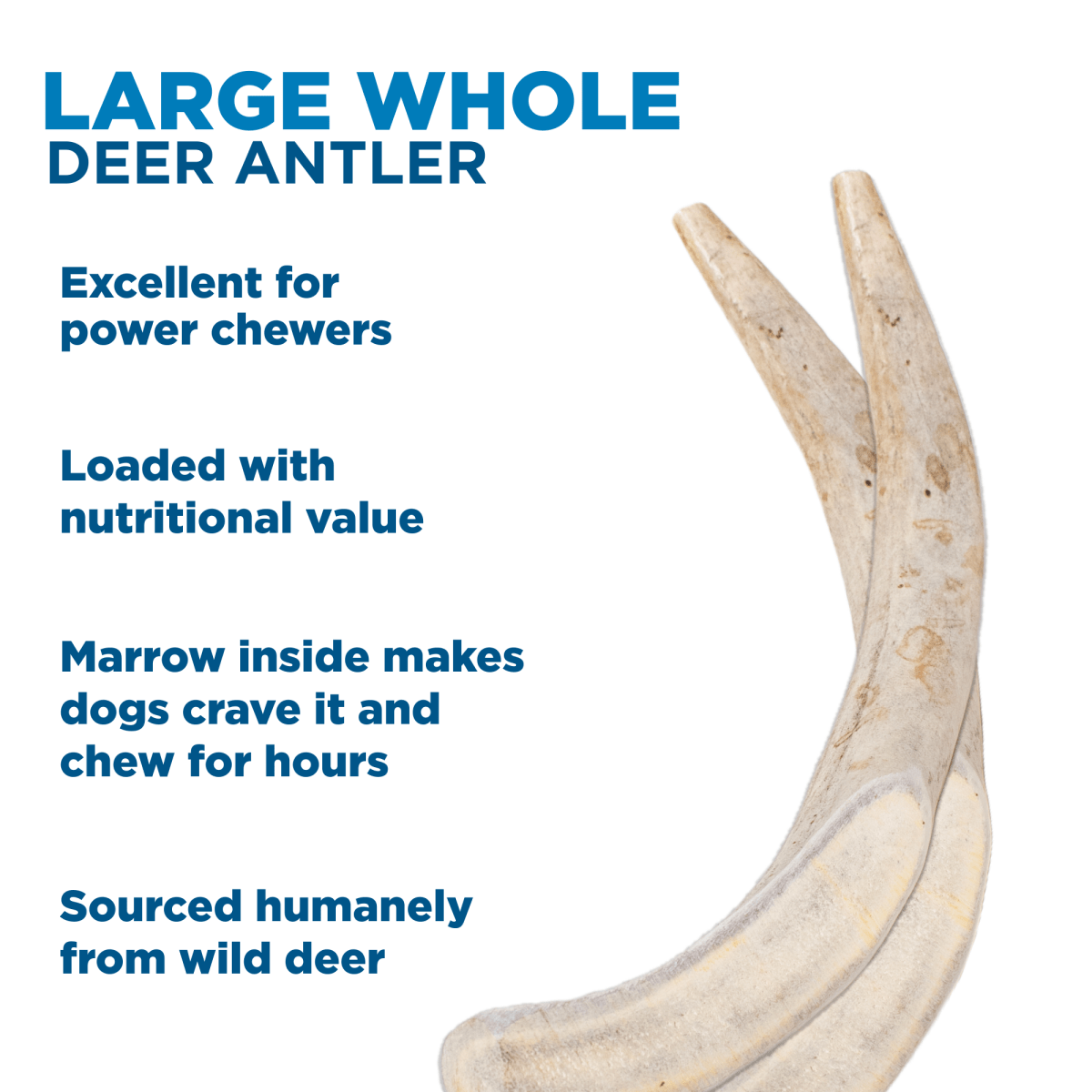 Large whole deer antlers are now available in the Best Bully Sticks brand as the Large Whole Deer Antler (1 Pack).