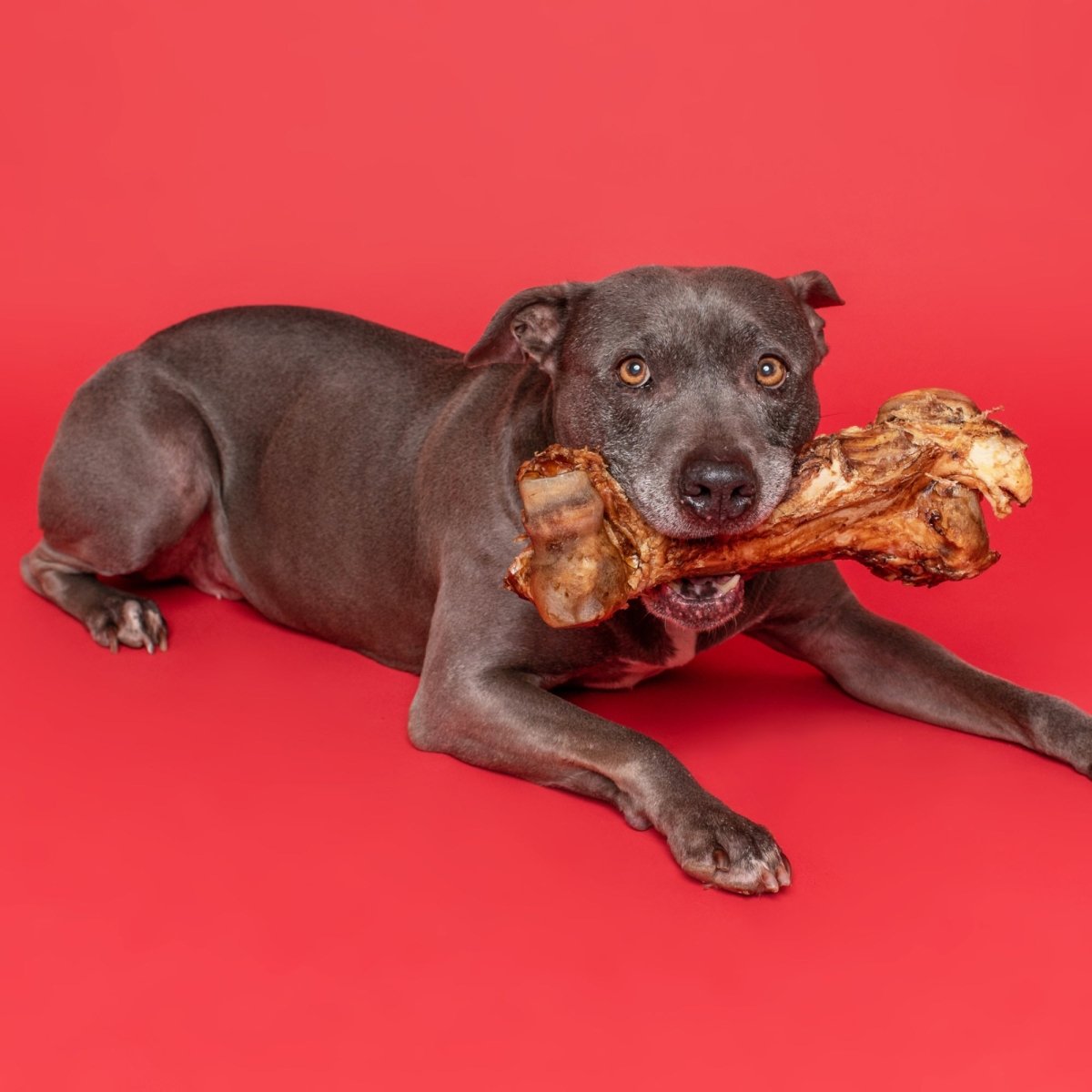 A dog laying on a red background with a Monster Femur Bone from Best Bully Sticks in its mouth.