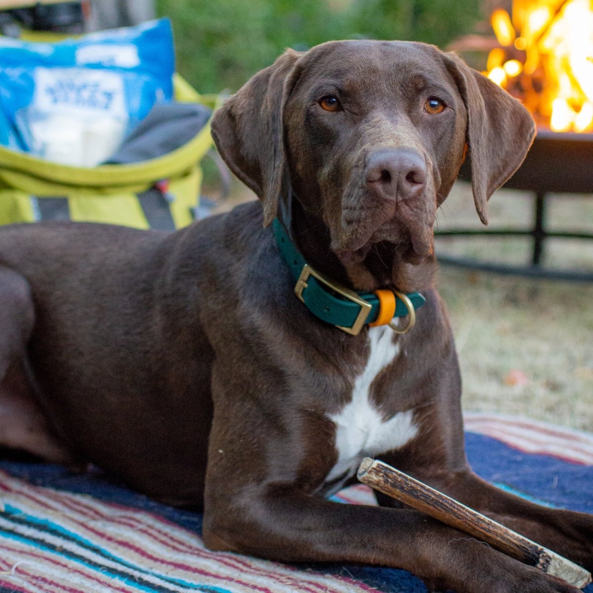 A brown dog laying on a Power Chewer Box by Best Bully Sticks next to a fire.