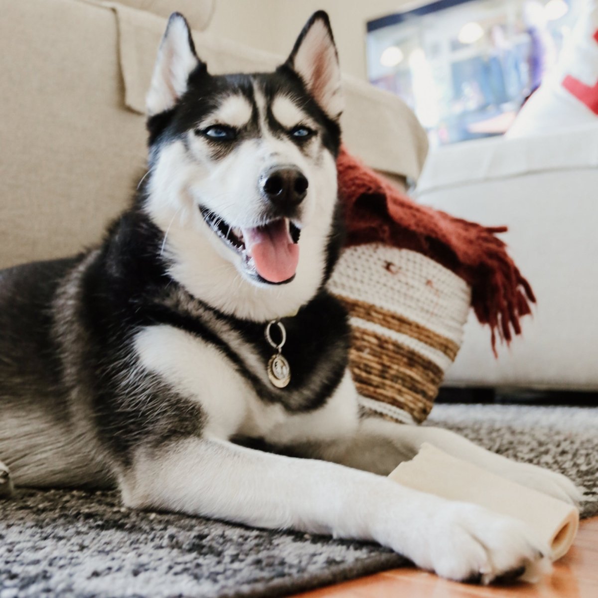 A black and white husky dog laying on the floor and chewing on a stuffed shin bones from Best Bully Sticks.