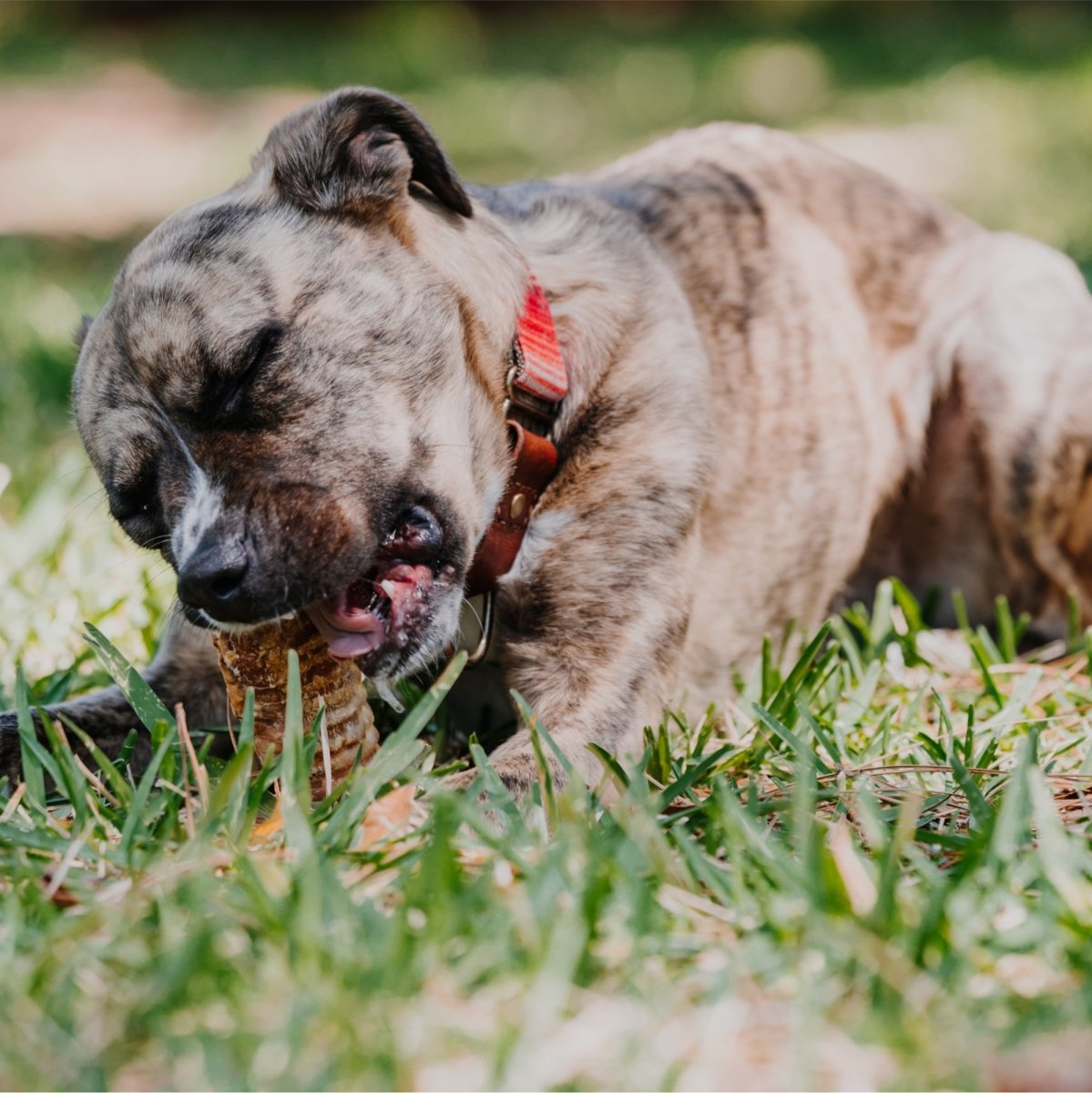 A dog chewing on a Best Bully Sticks Trachea Chips (1 lb) in the grass.