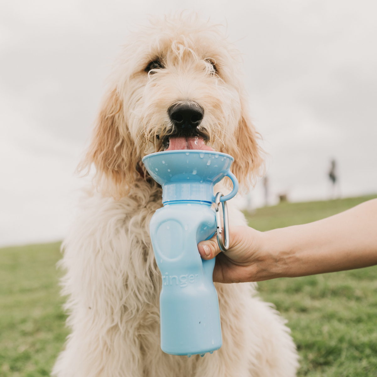 A dog drinking from The BEST Doggie Water Bottle - Blue, by Best Bully Sticks.