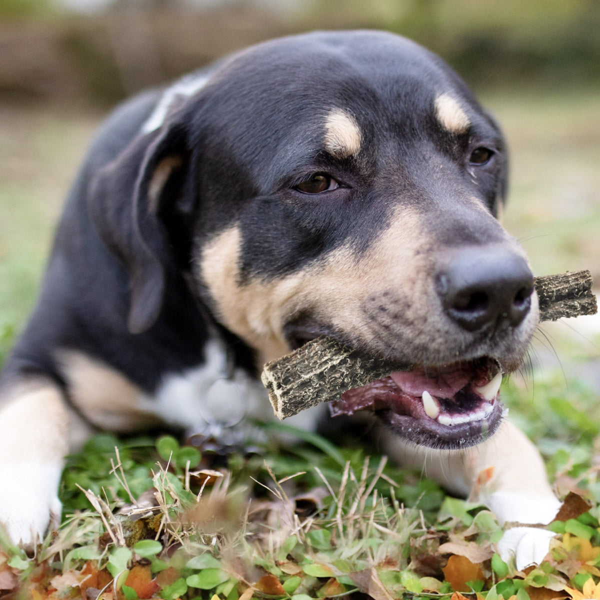 A dog chewing on a Green Tripe Stick for Dog from Best Bully Sticks in the grass.